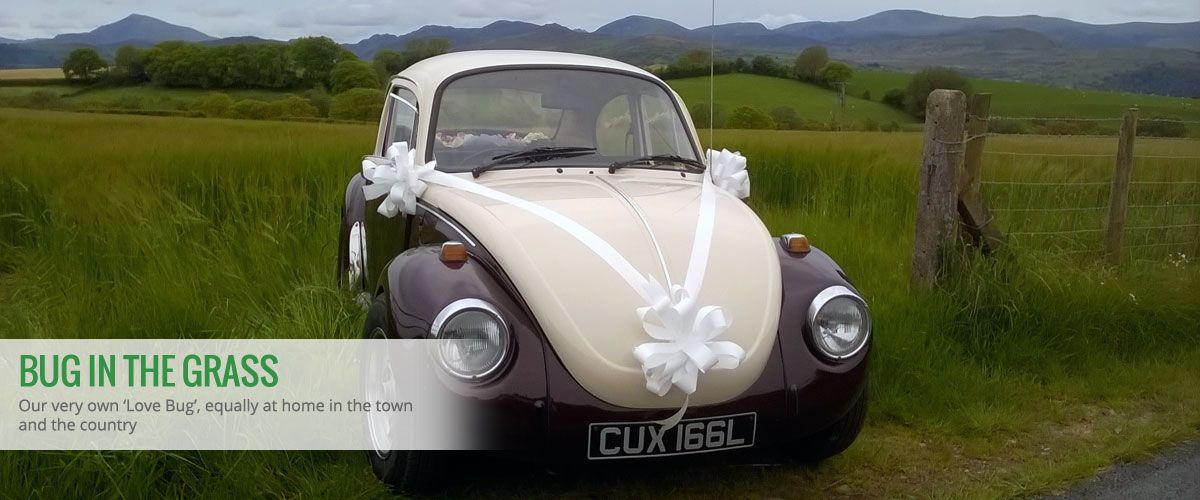 Bug in the Grass - Our very own ‘Love Bug’, equally at home in the town and the country
